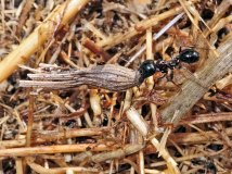 Mravenec zrnojed Messor cf. wasmanni