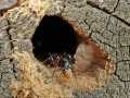 Mravenec dřevokaz