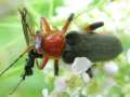 Páteříček modravý (Cantharis livida)