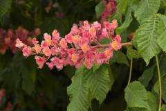 okrasný jírovec Aesculus x carnea 